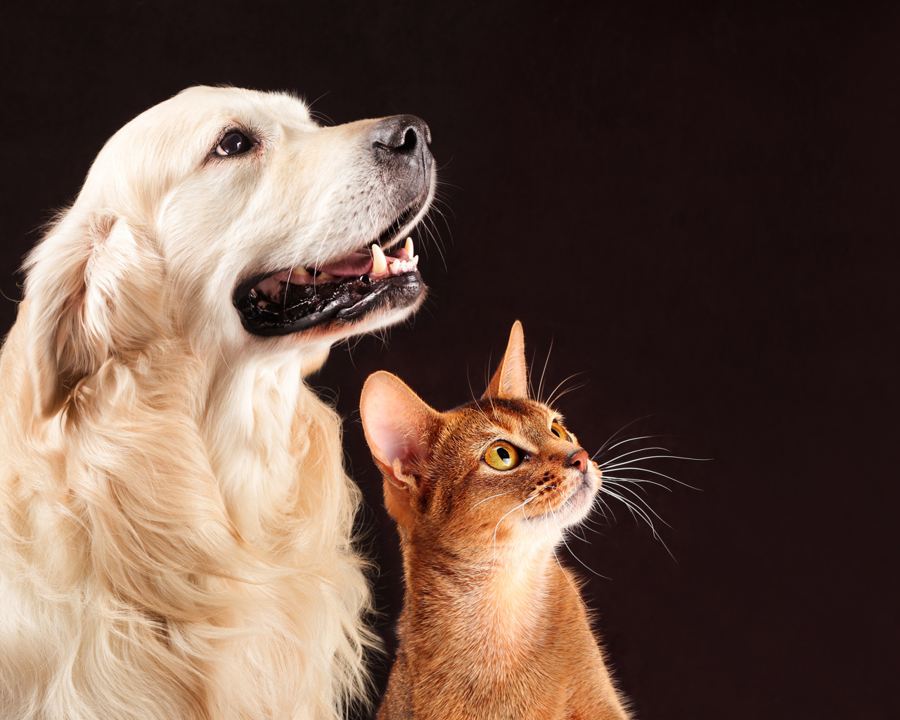 Золотистый ретривер с коричневым котом на смотрят на хозяина