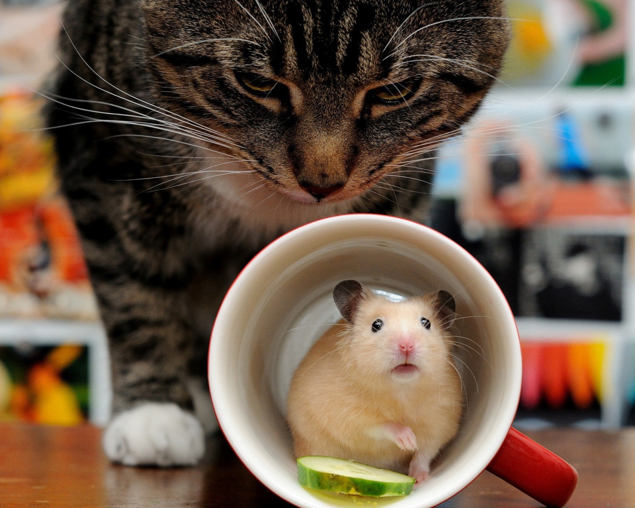 Хомяк прячется в чашке от серого кота