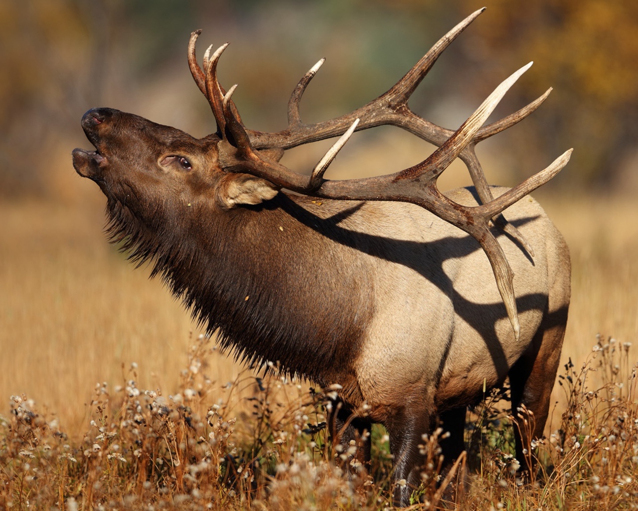 Большой олень с рогами в траве