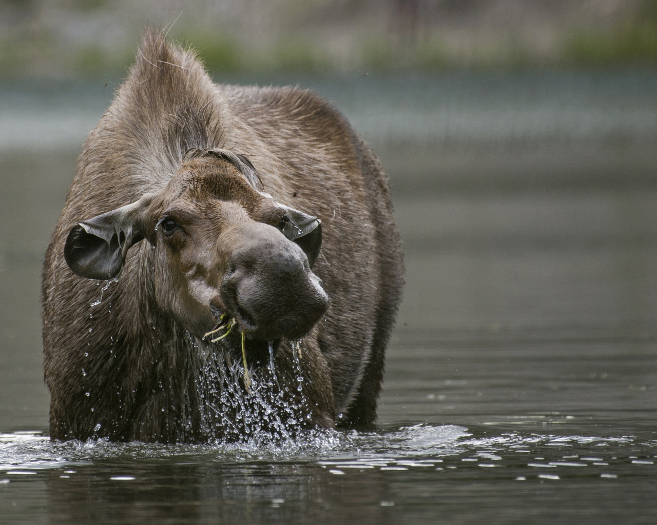 Большой лось стоит в воде 