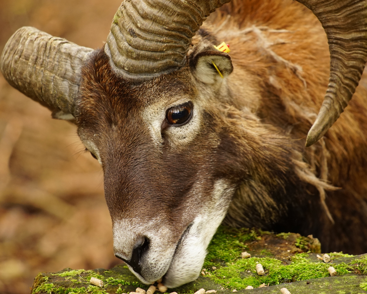Большой муфлон ест корм