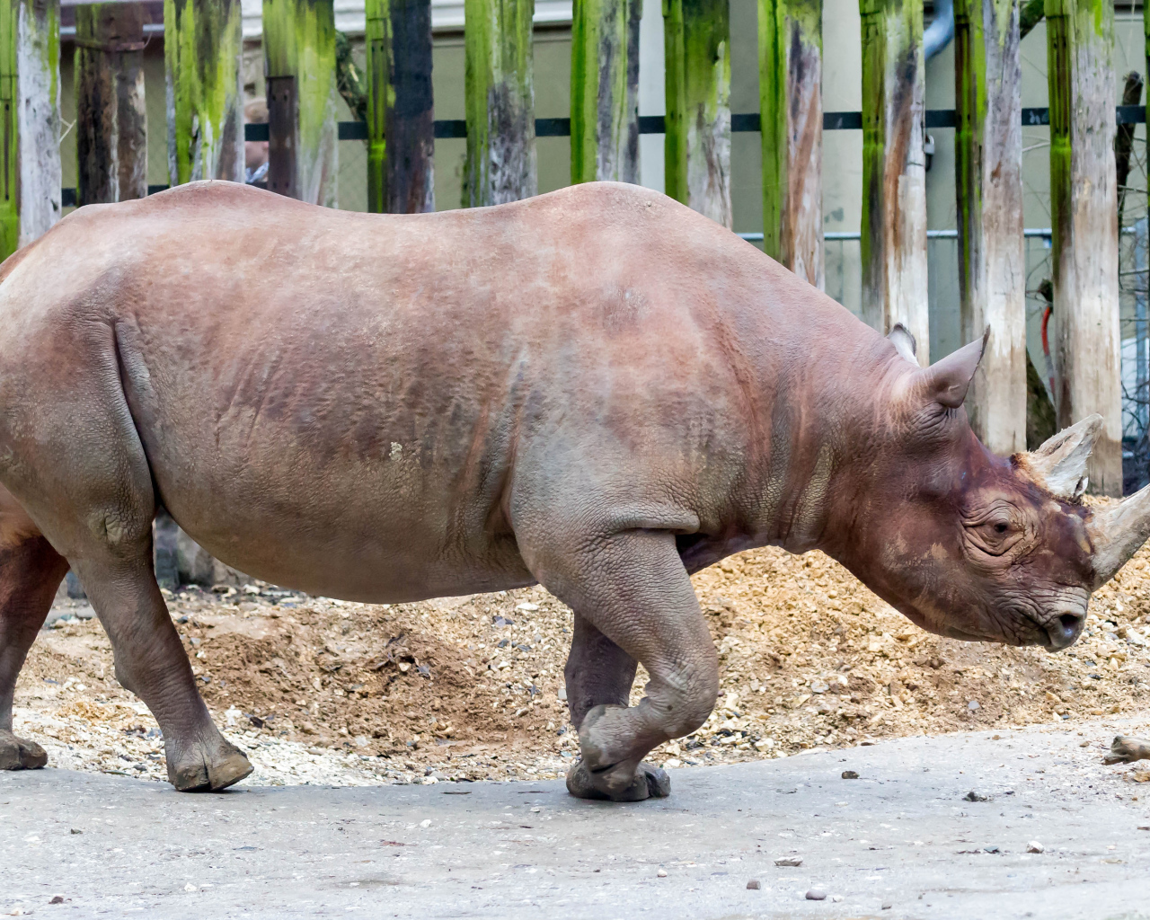 Большой носорог у забора в зоопарке