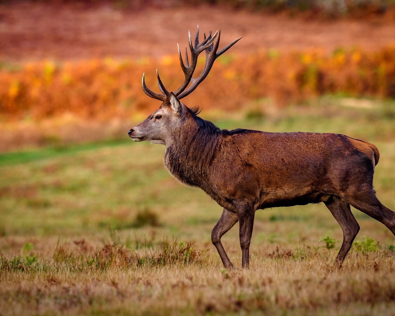 Коричневый олень гуляет по полю 