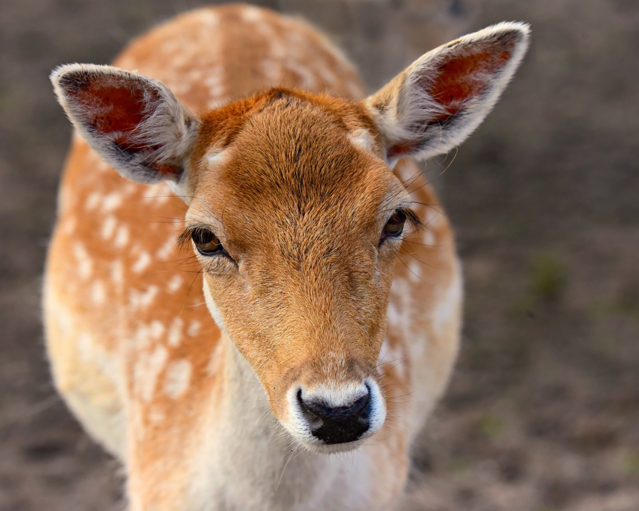 Олень крупным планом 