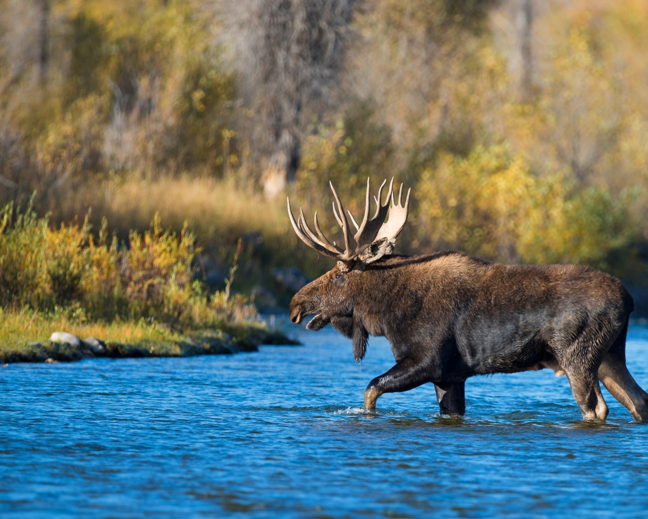 Лось с большими рогами переходит реку