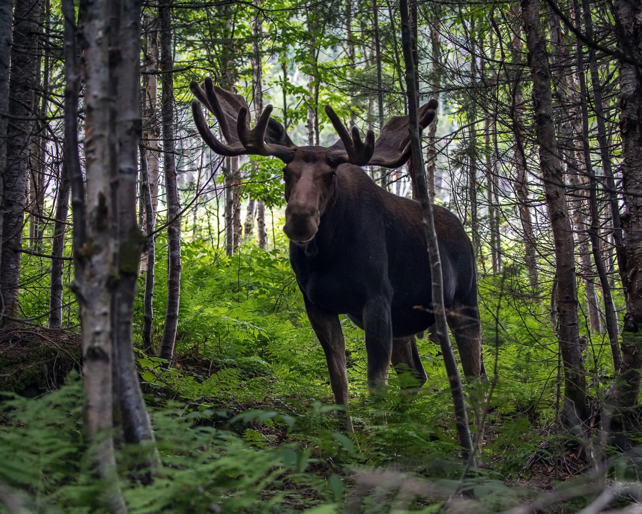 Лось с большими рогами в лесу