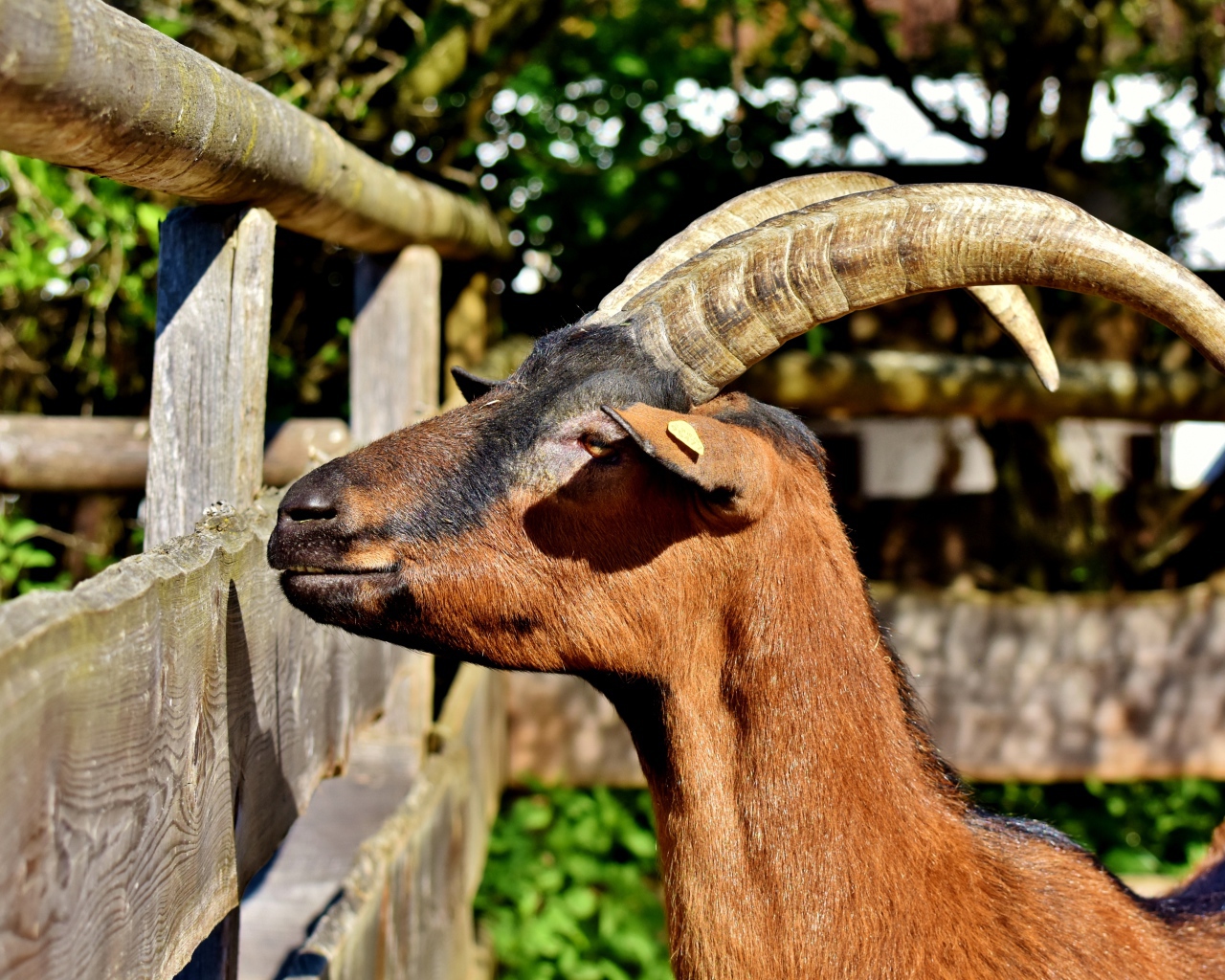 Коза с длинными рогами в зоопарке 