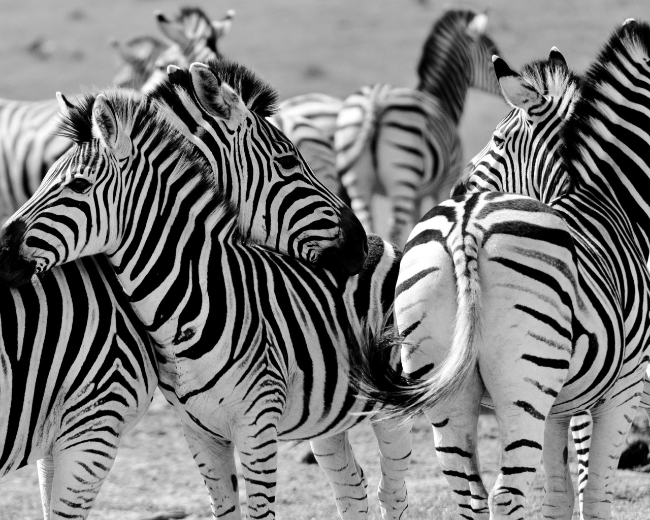 Стадо полосатых зебр черно белое фото 