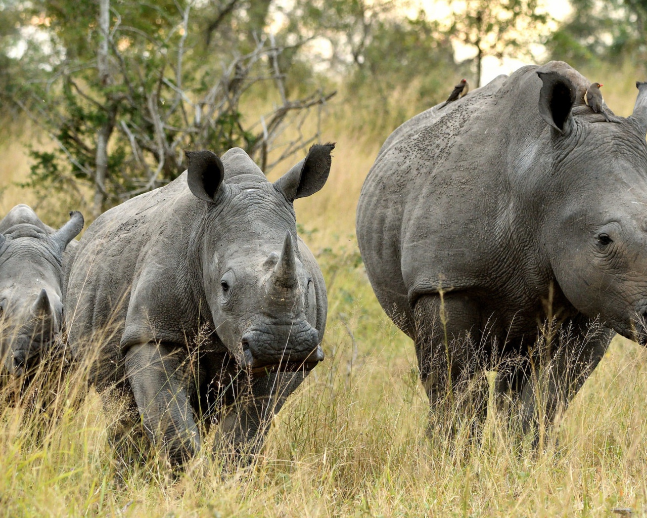 Семья носорогов идет по траве