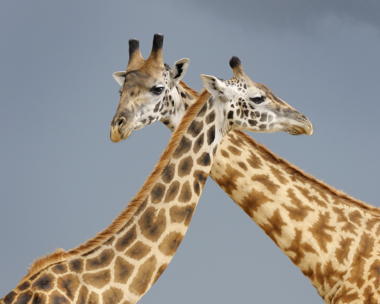 Два жирафа на сером фоне