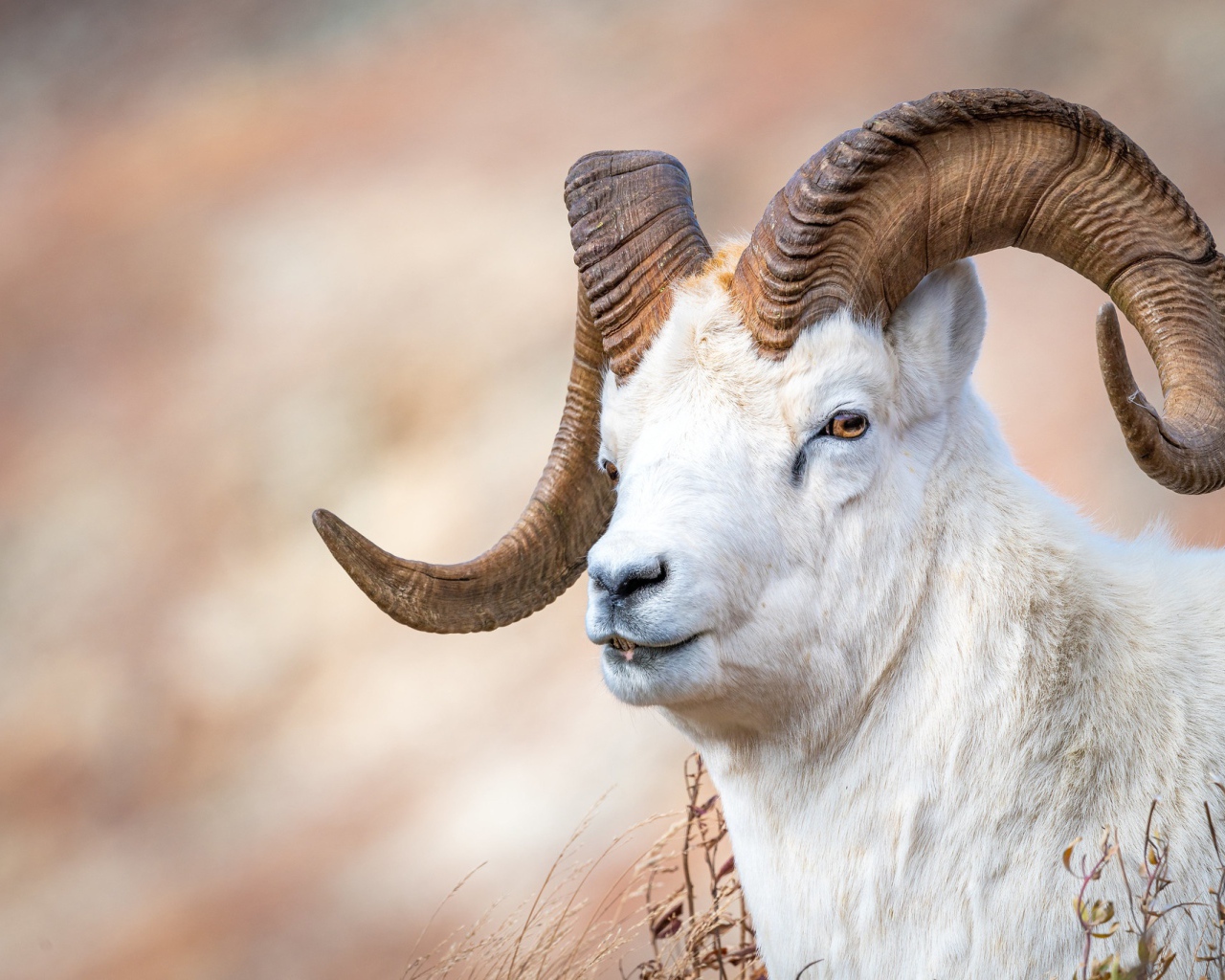 Белый горный козел с большими рогами