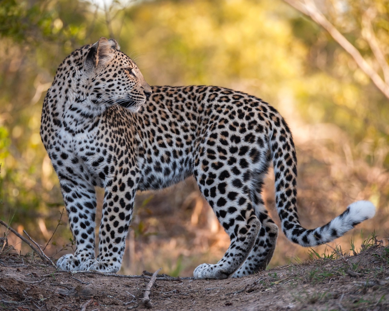 Красивый пятнистый леопард стоит на дороге