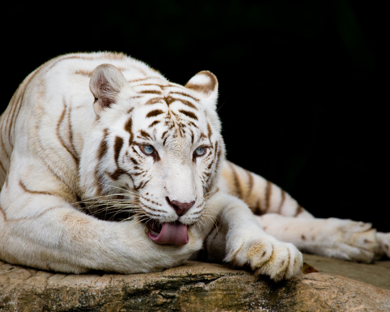 Большой голубоглазый белый тигр лежит на камне