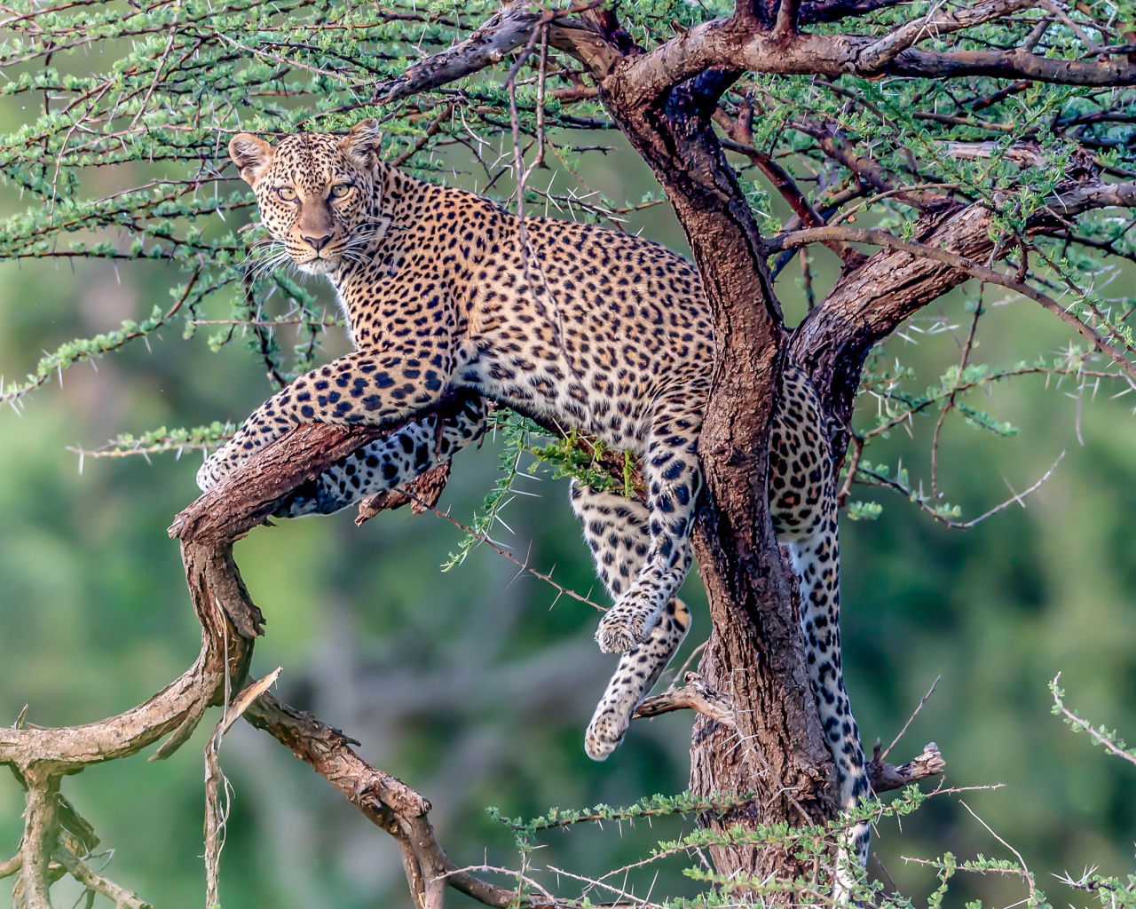 Большой пятнистый леопард лежит на дереве