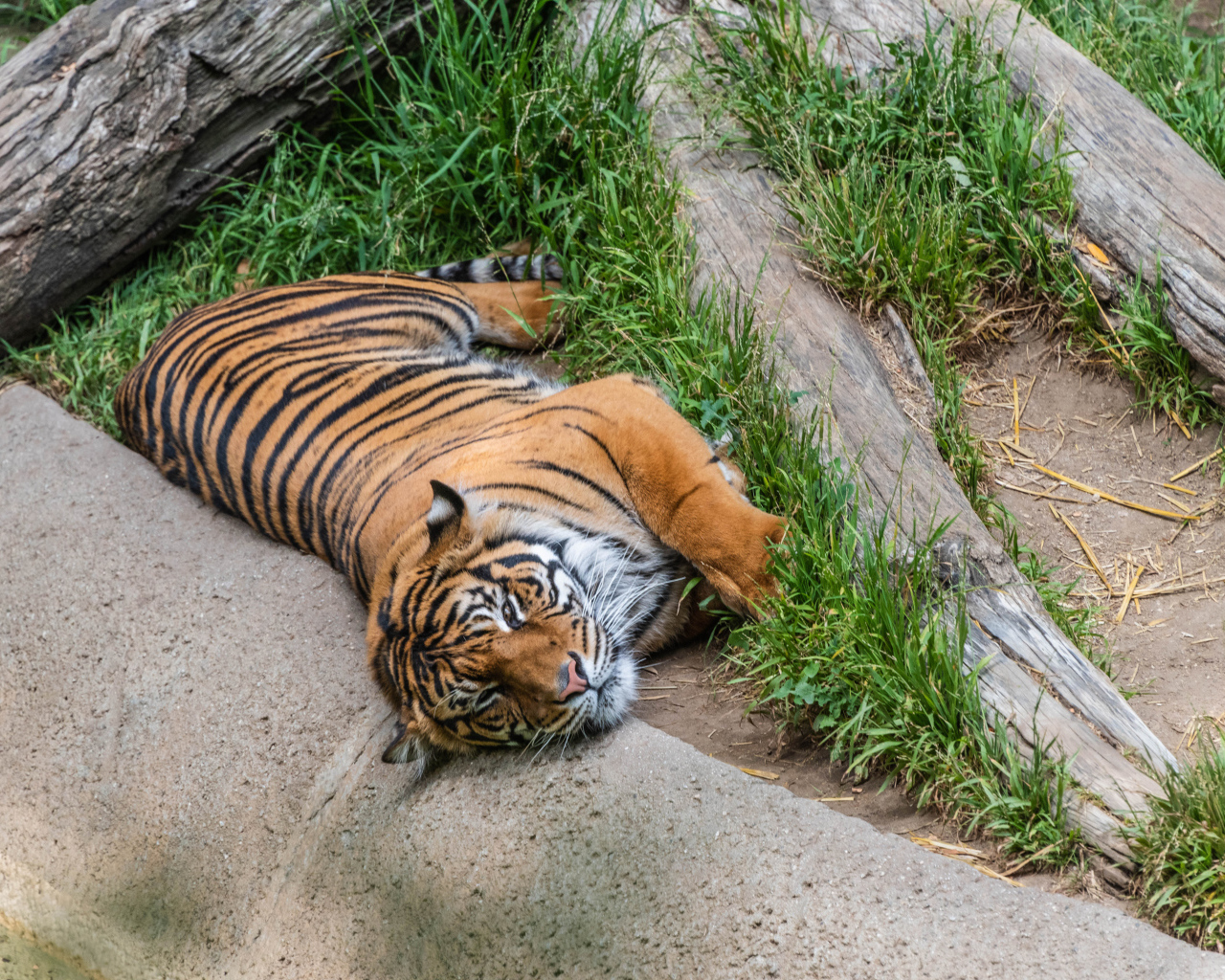 Большой полосатый тигр лежит на зеленой траве в зоопарке