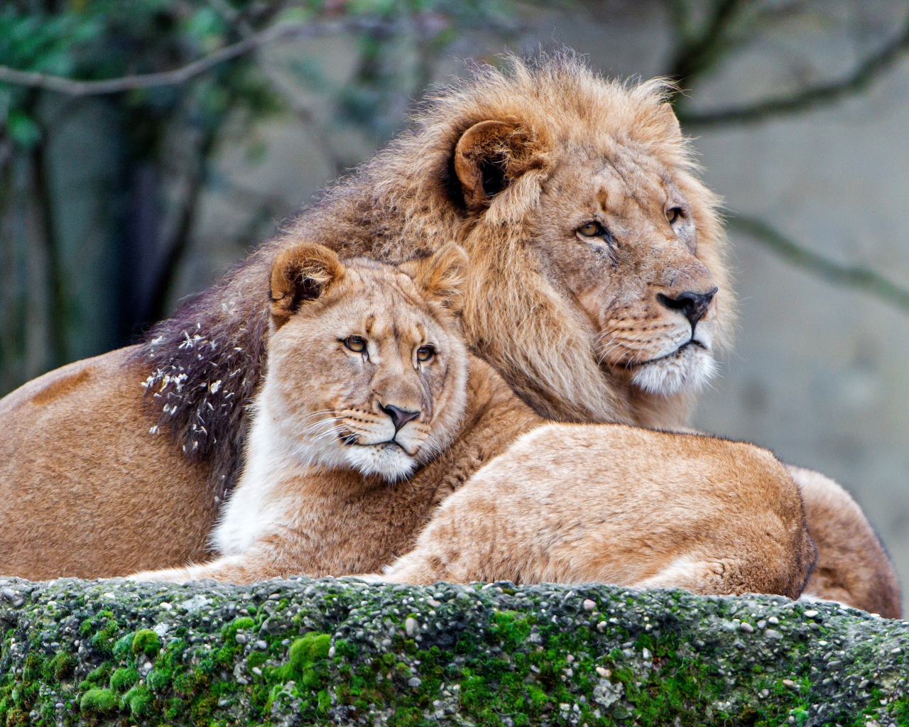 Лев и львица лежат на покрытом мхом камне