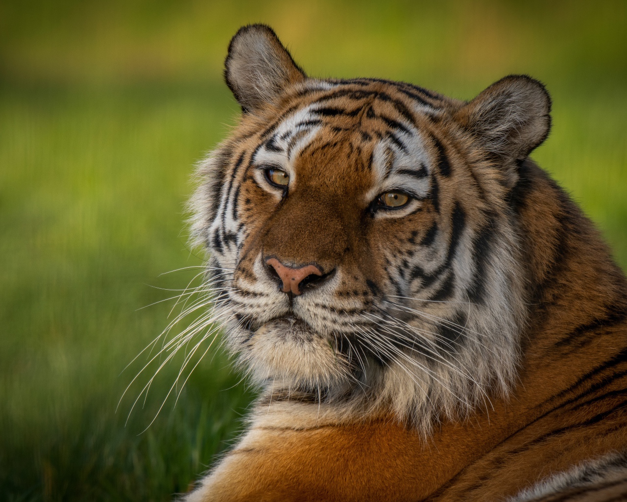 Полосатый тигр с большой мордой лежит на зеленой траве