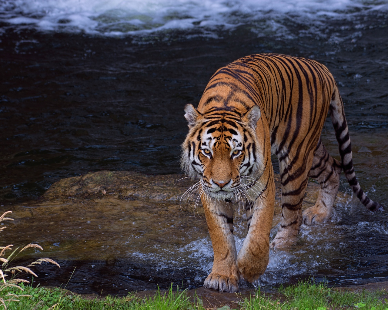 Красивый большой полосатый тигр идет по воде