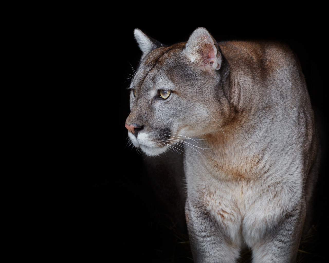Красивая грациозная пума на черном фоне