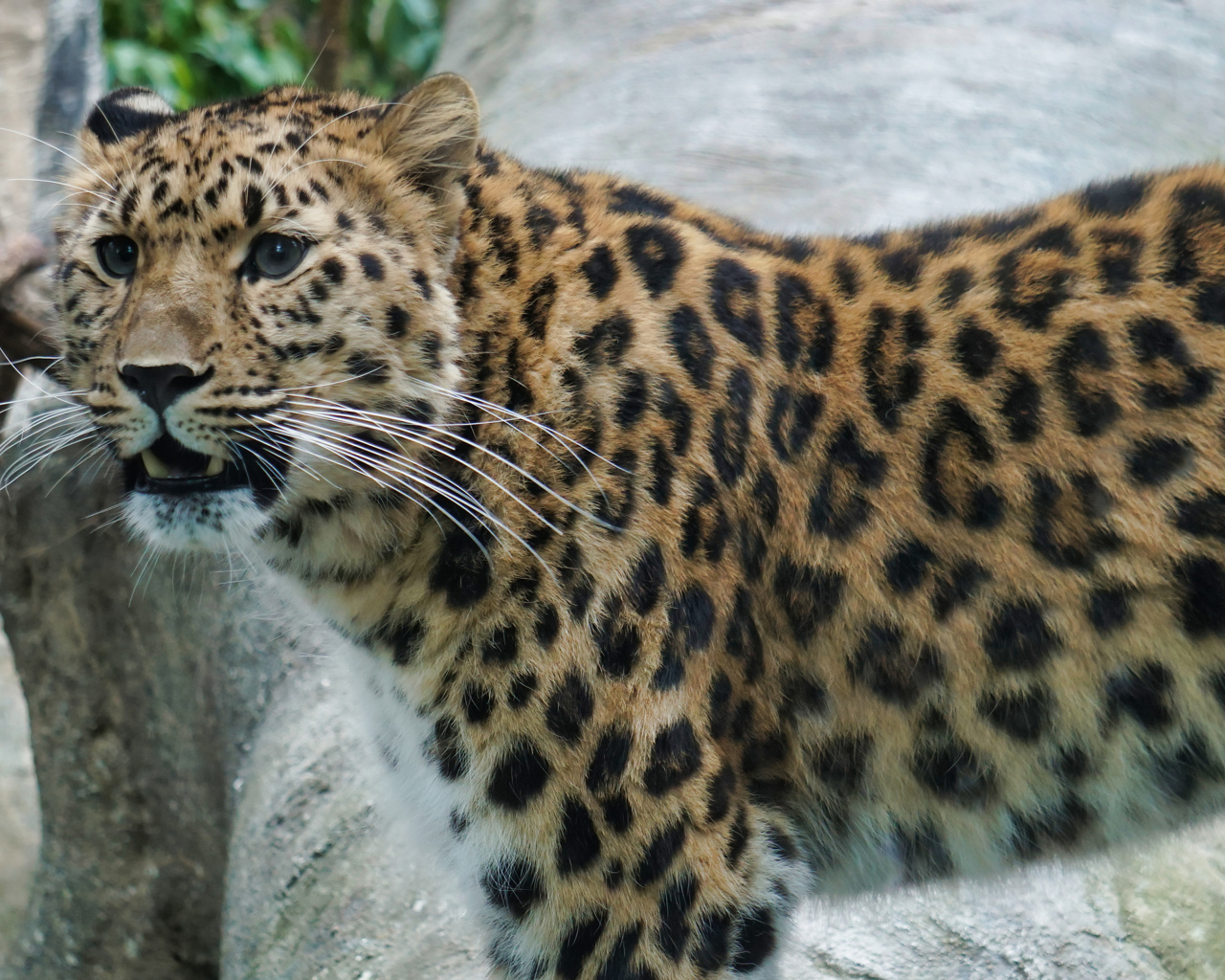 Beautiful spotted blue-eyed leopard