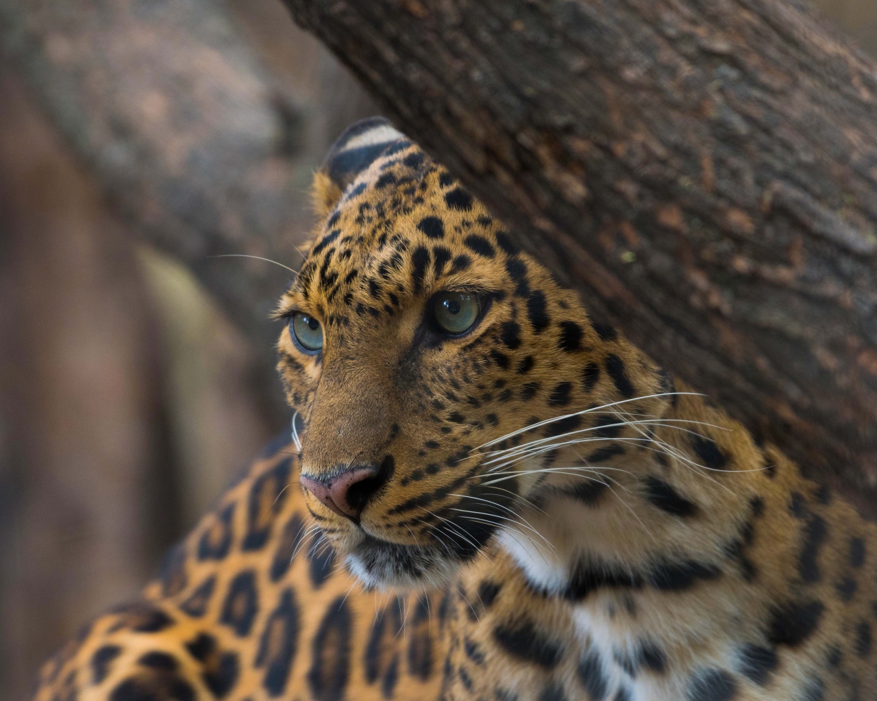 Красивый пятнистый леопард у дерева 