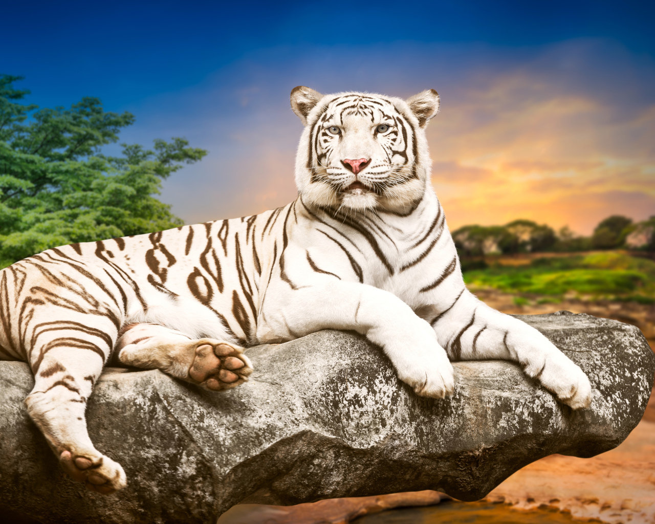 Красивый белый тигр лежит на камне 