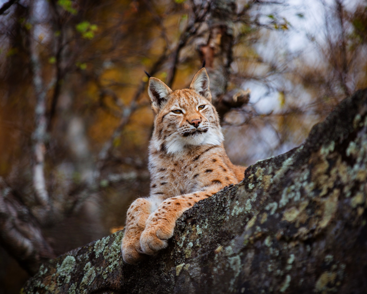 Красивая дикая рысь лежит на камне