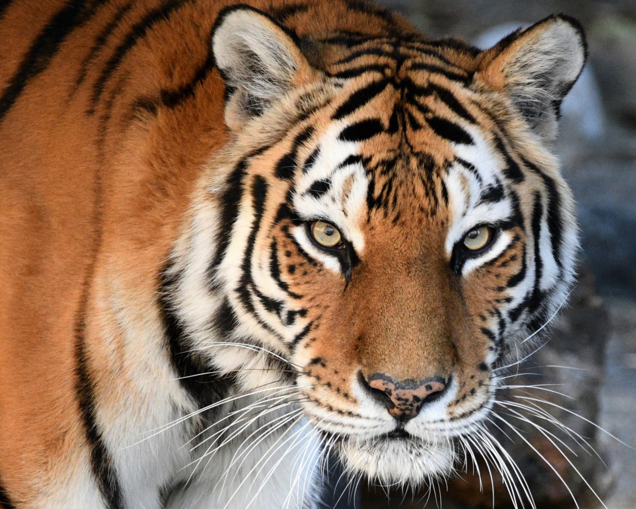 Большой красивый полосатый амурский тигр