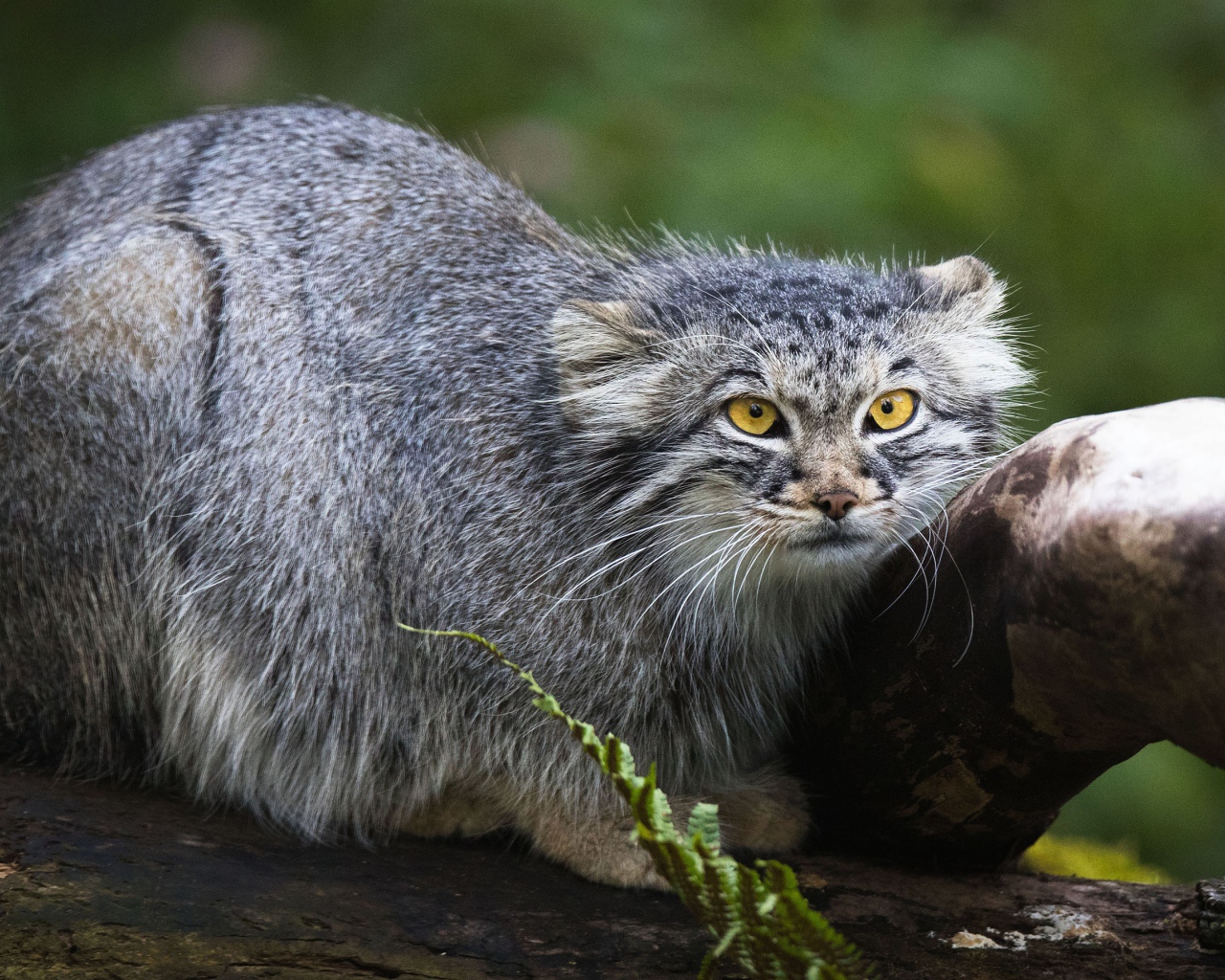 Большой серый манул сидит на дереве