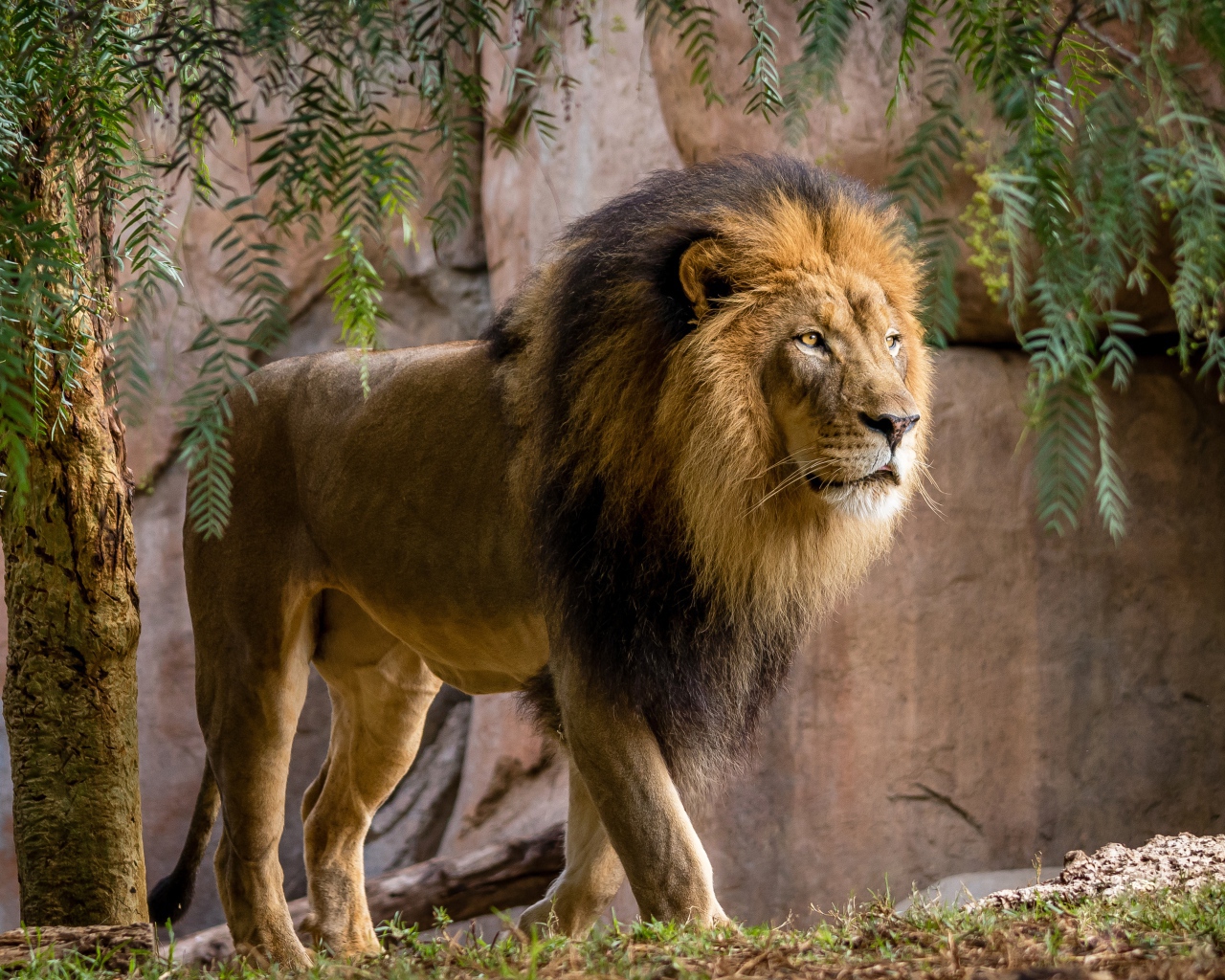 Большой лев у стены в зоопарке