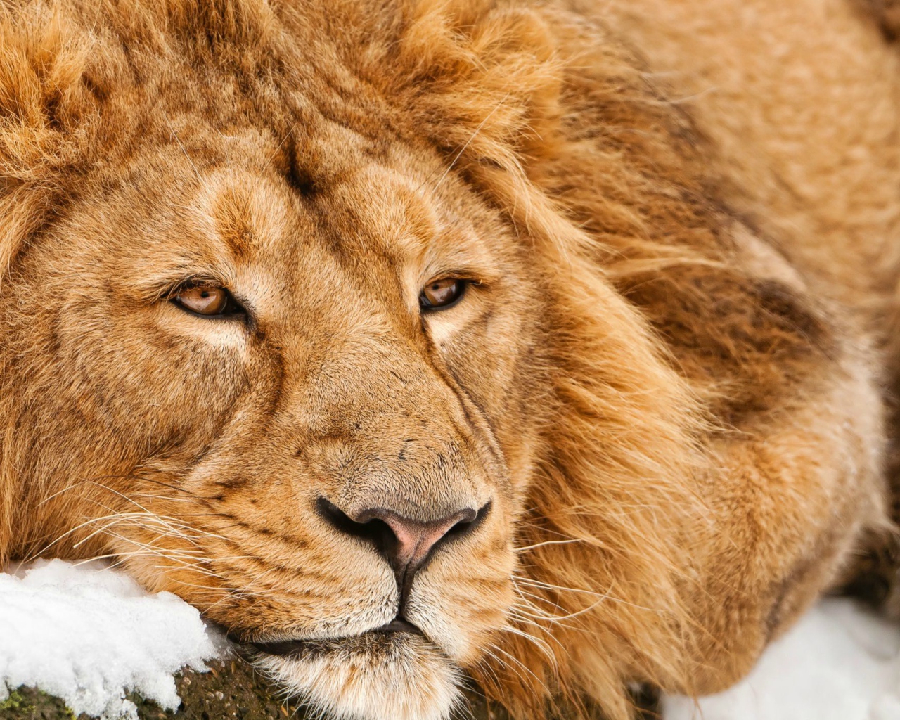 Большой лев лежит на снегу зимой