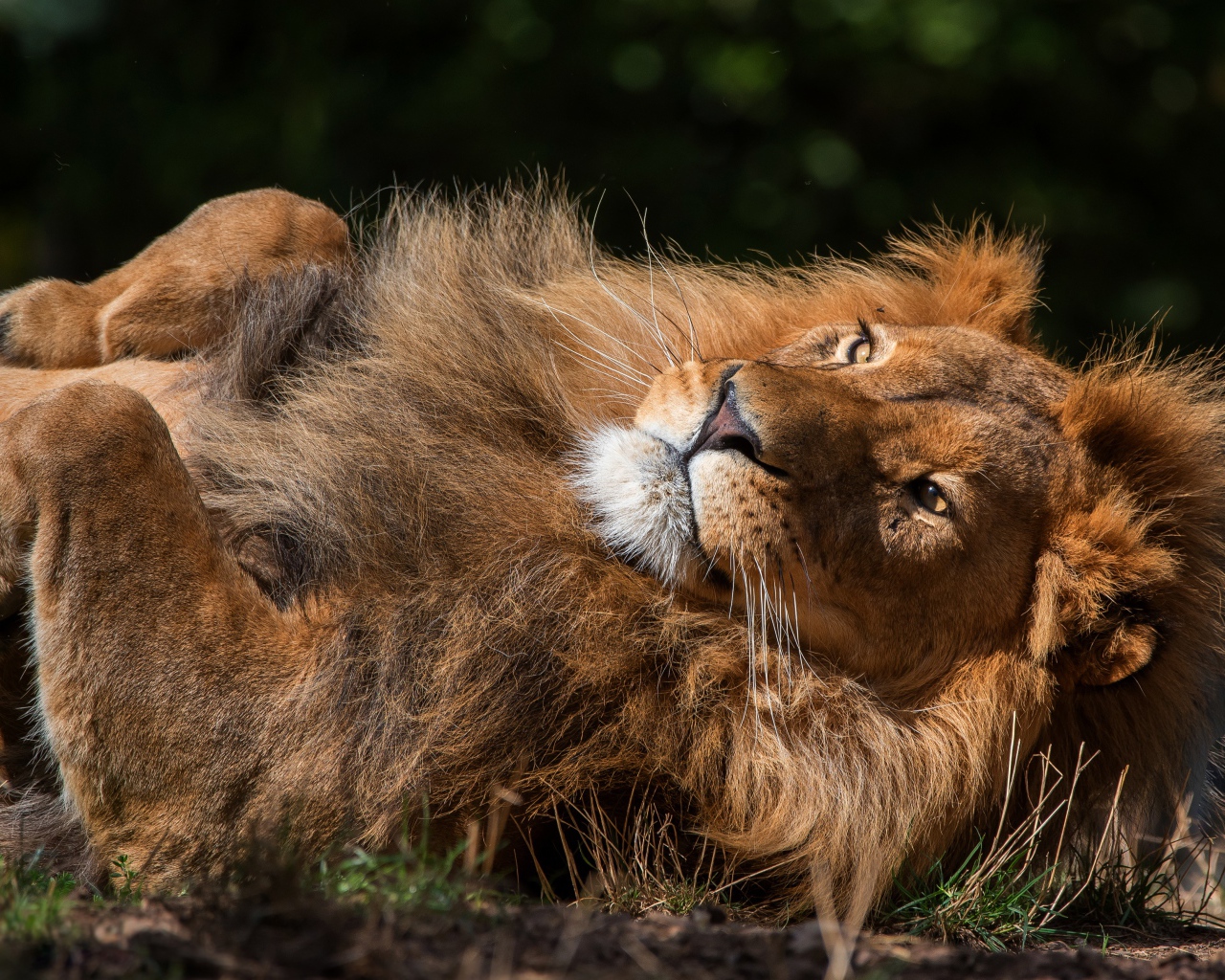 Большой лев лежит на земле 