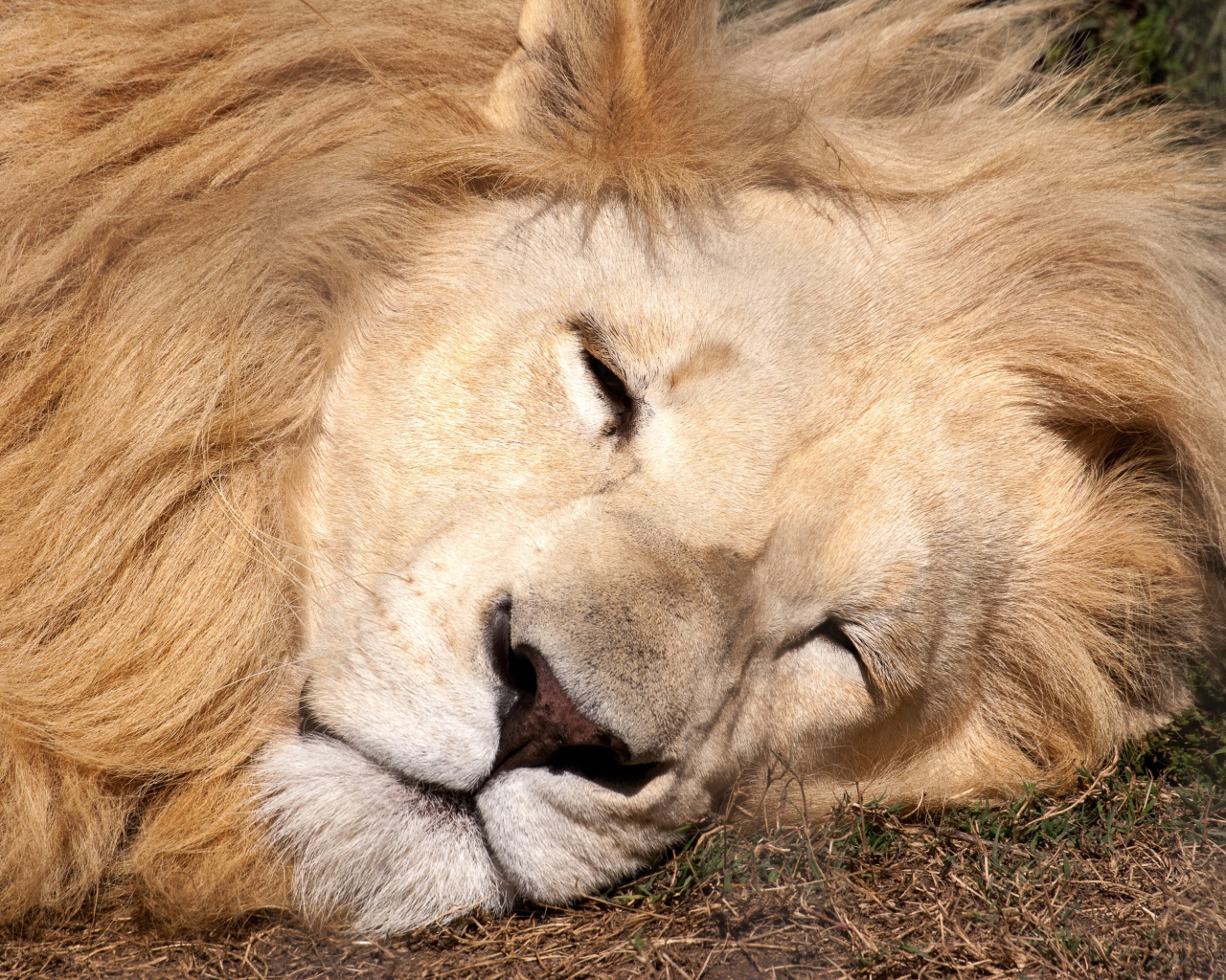 Большой лев спит на траве 