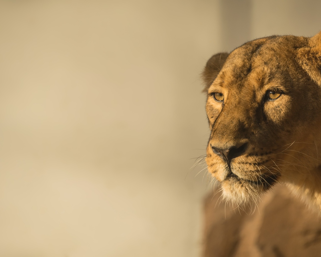 Большая львица в лучах солнца 