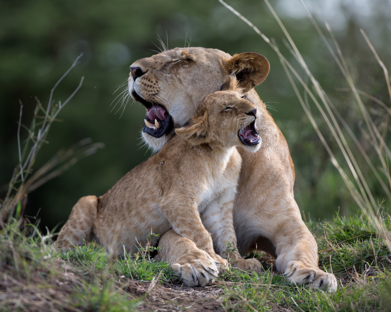 Большая львица играет со львенком на траве