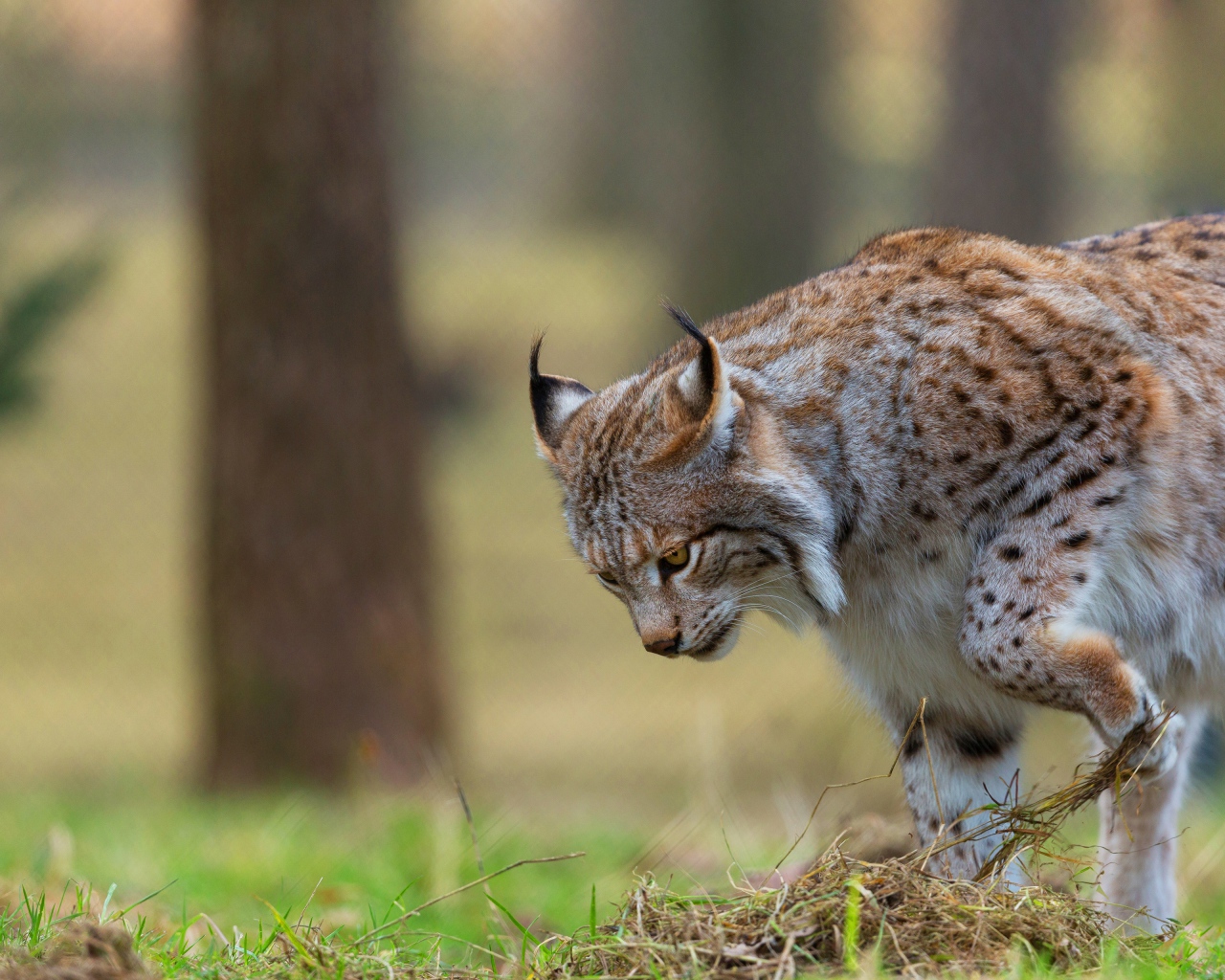 Большая рысь охотится в траве 