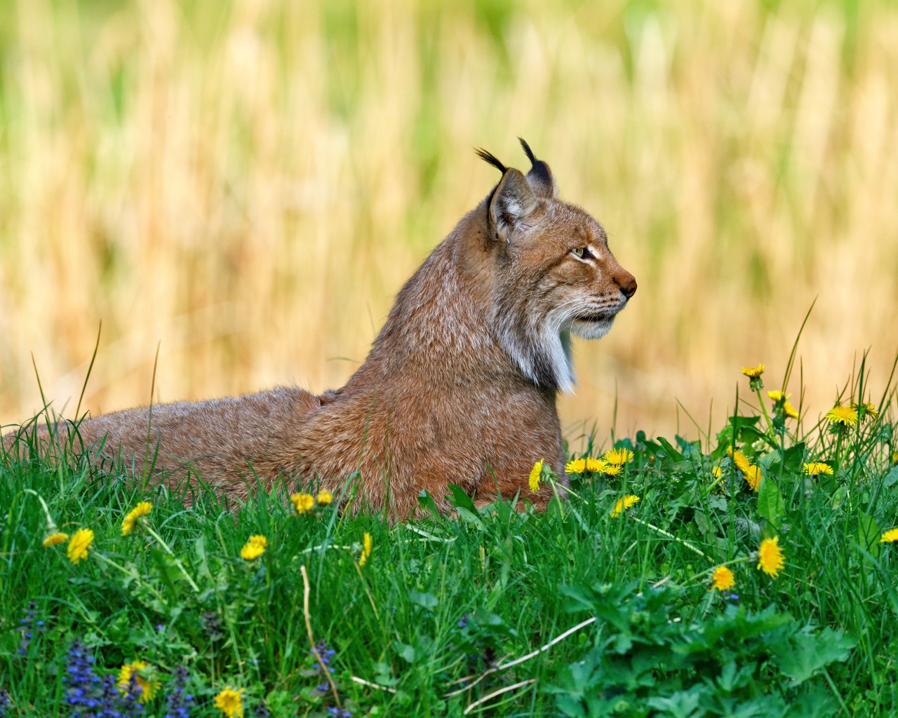 Большая рысь лежит на зеленой траве