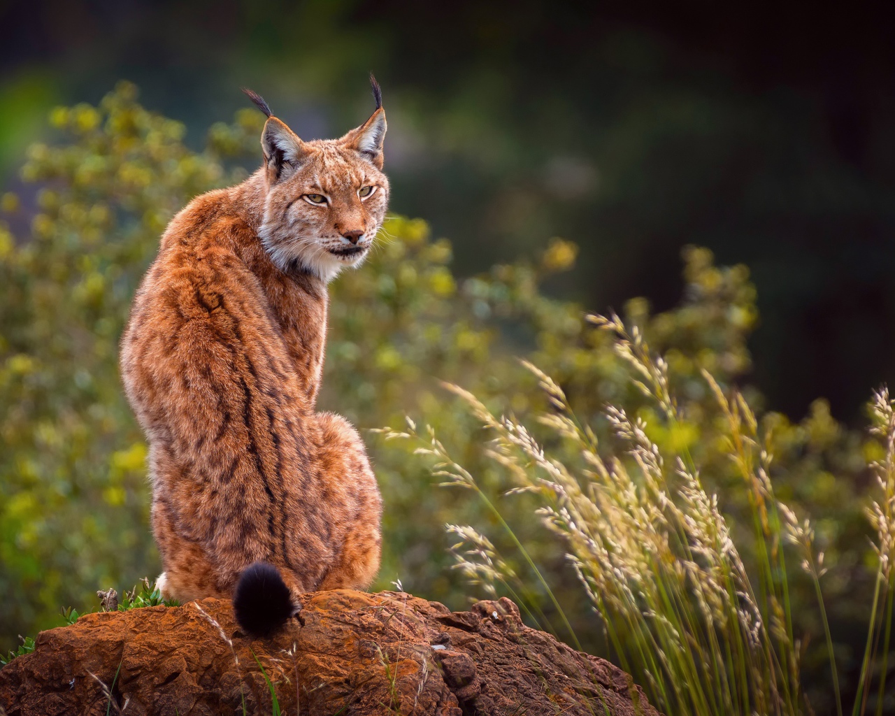 Большая рысь сидит на камне 