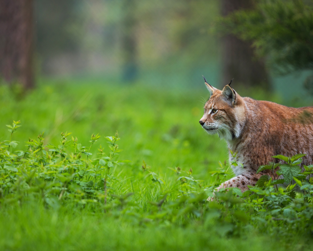 Большая рысь крадется по зеленой траве