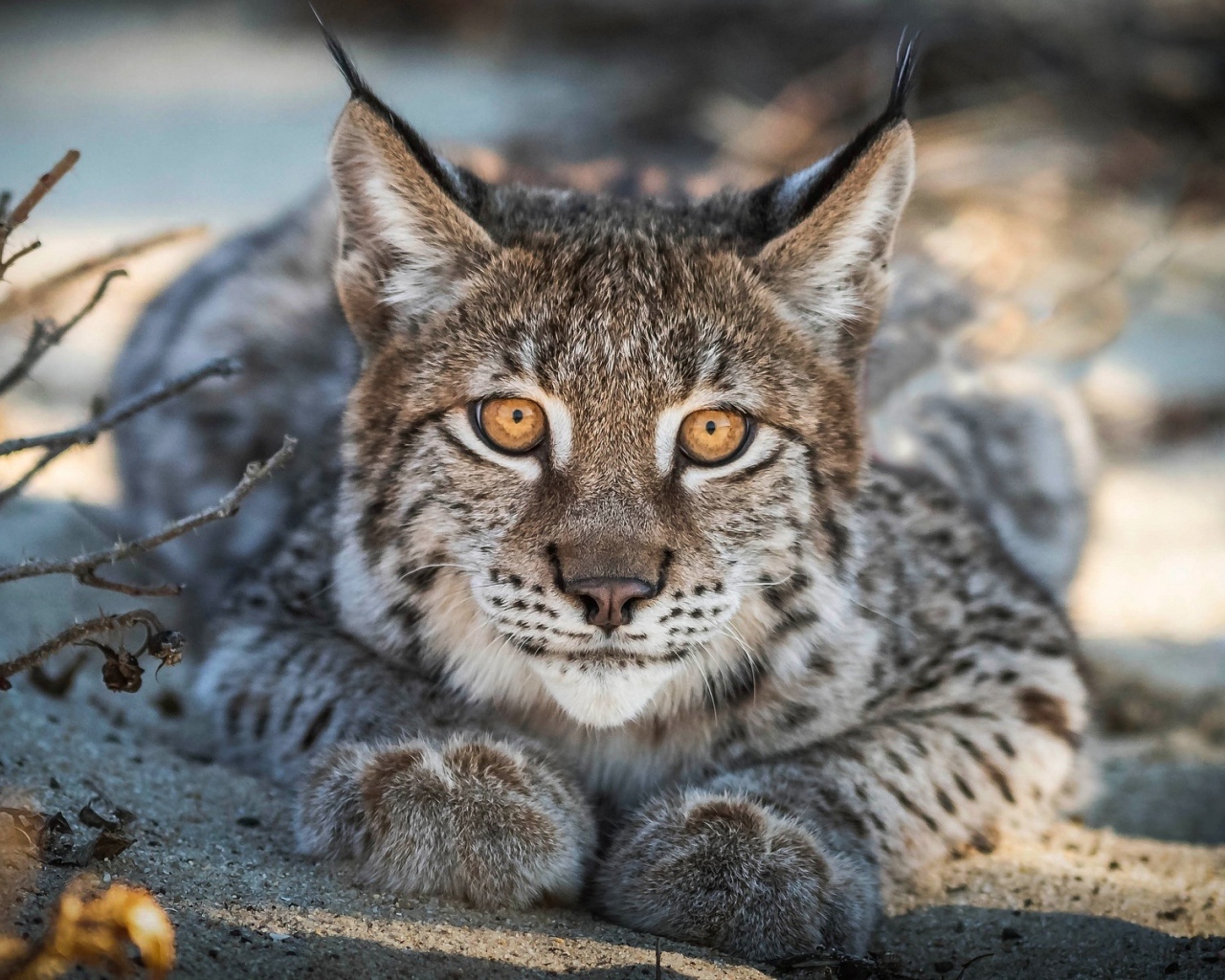 Большая рысь с желтыми глазами лежит на песке 