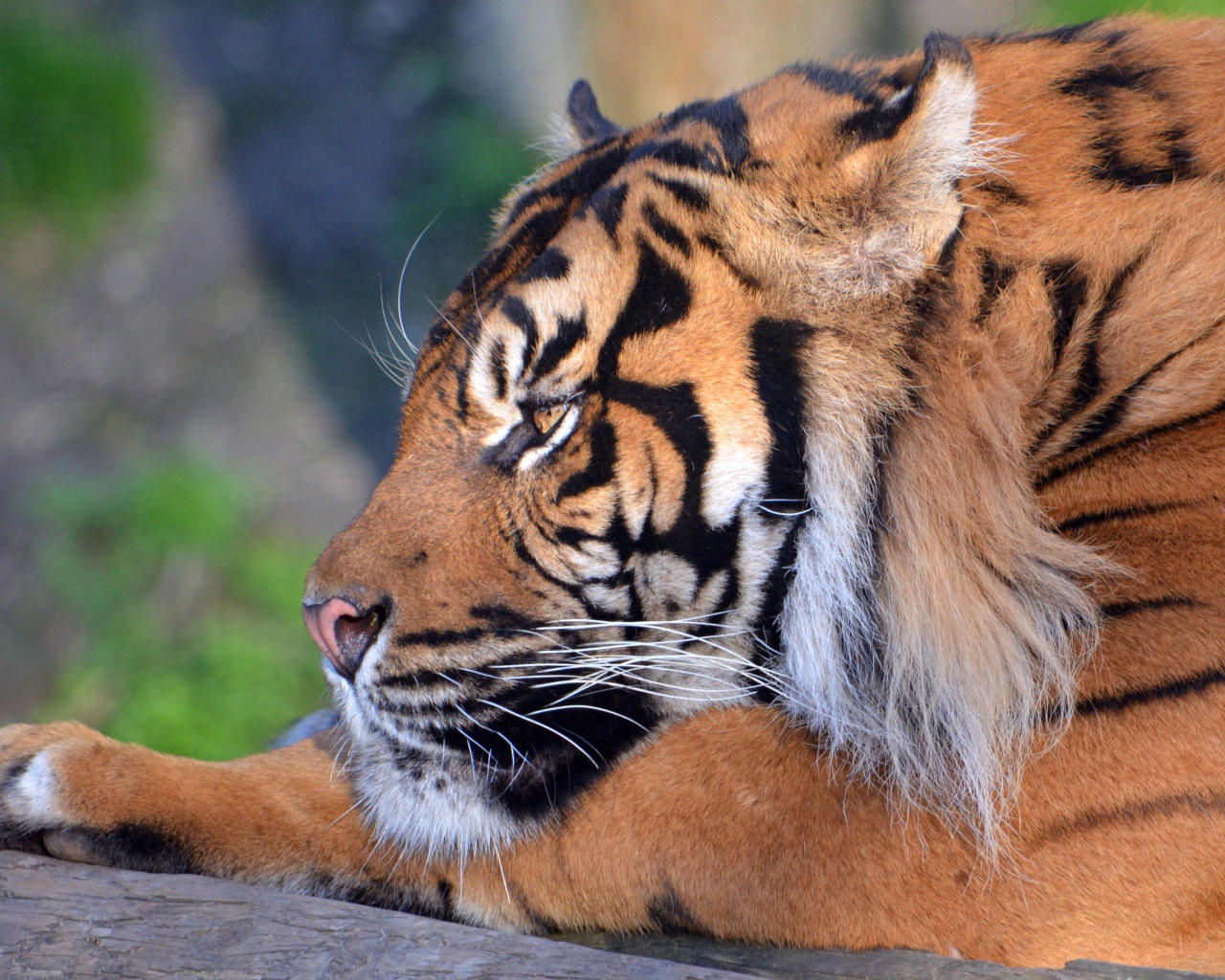 Большой грозный тигр лежит 