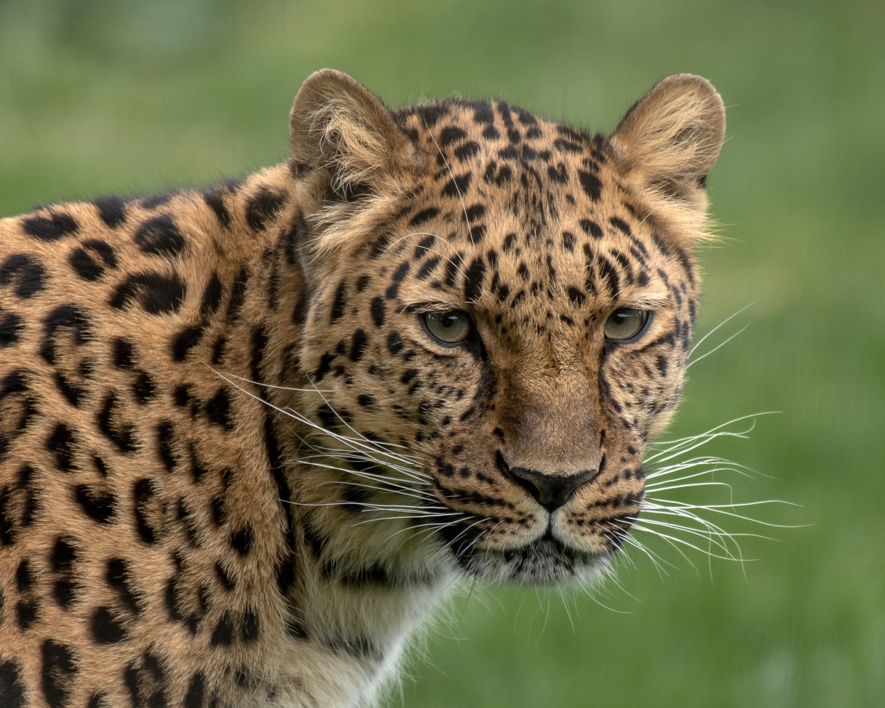 Большой пятнистый леопард крупным планом