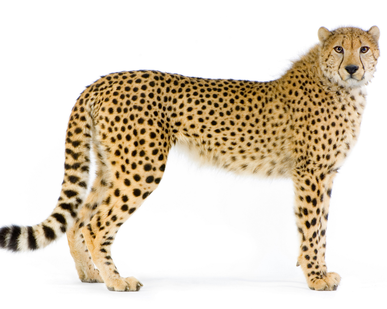 Большой пятнистый леопард на белом фоне