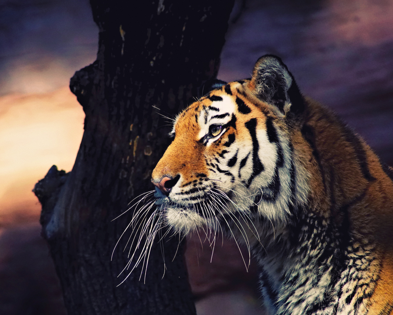 Большой полосатый тигр у дерева