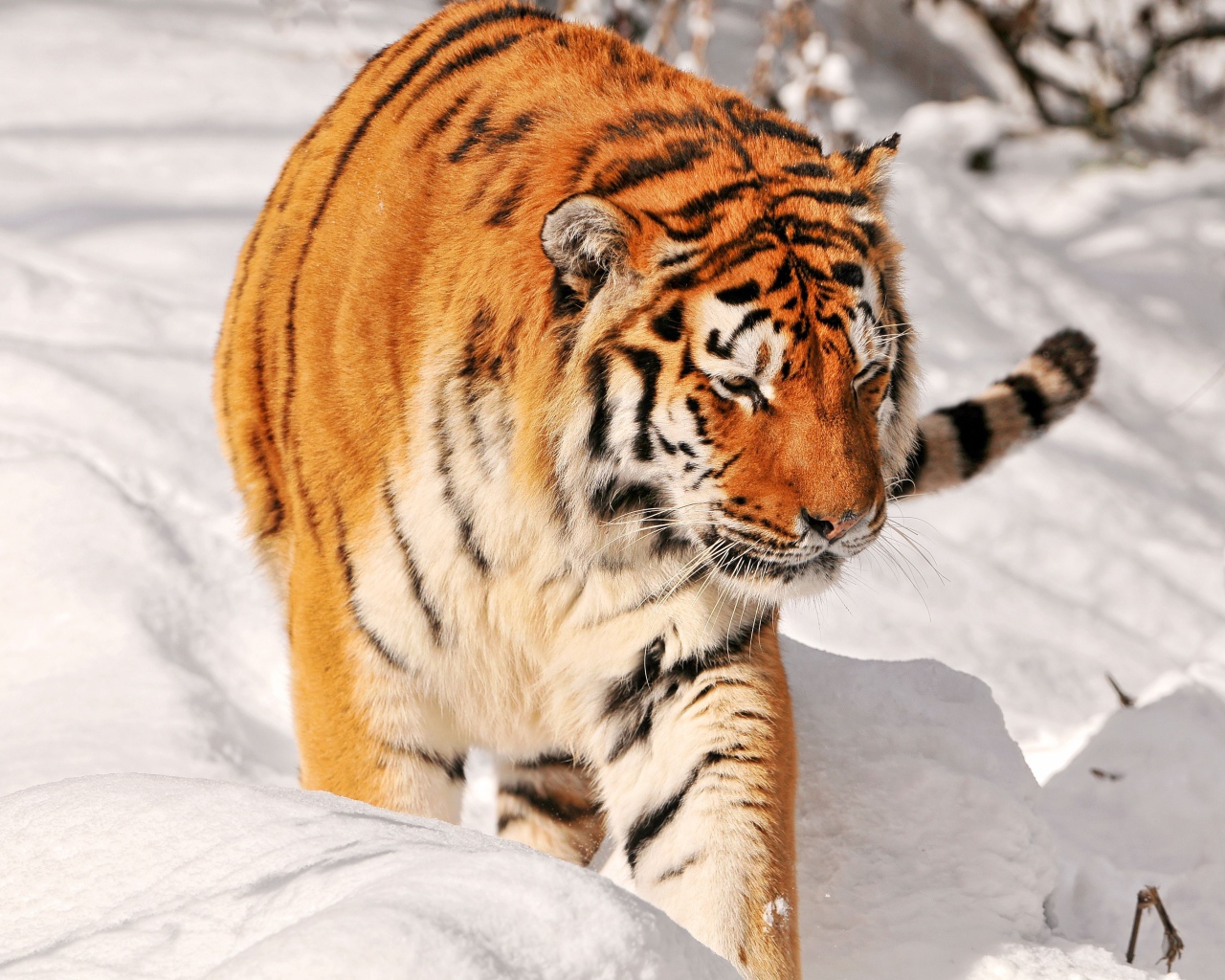 Большой полосатый тигр идет по снегу 