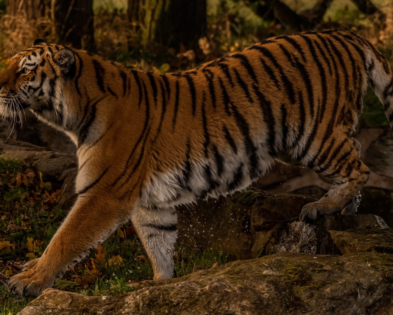 Большой мокрый тигр идет по камням