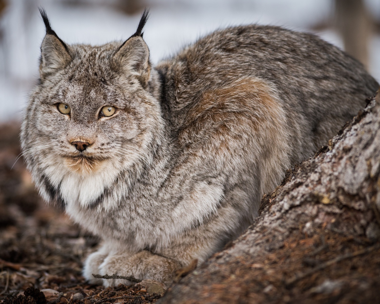 Большая дикая серая рысь у дерева