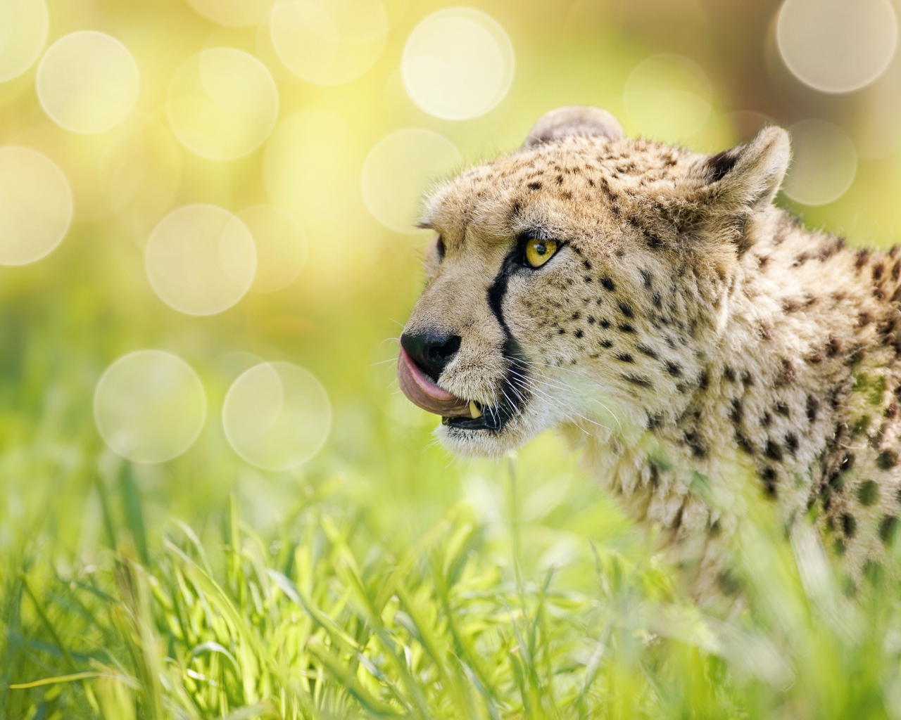 Гепард с высунутым языком в траве