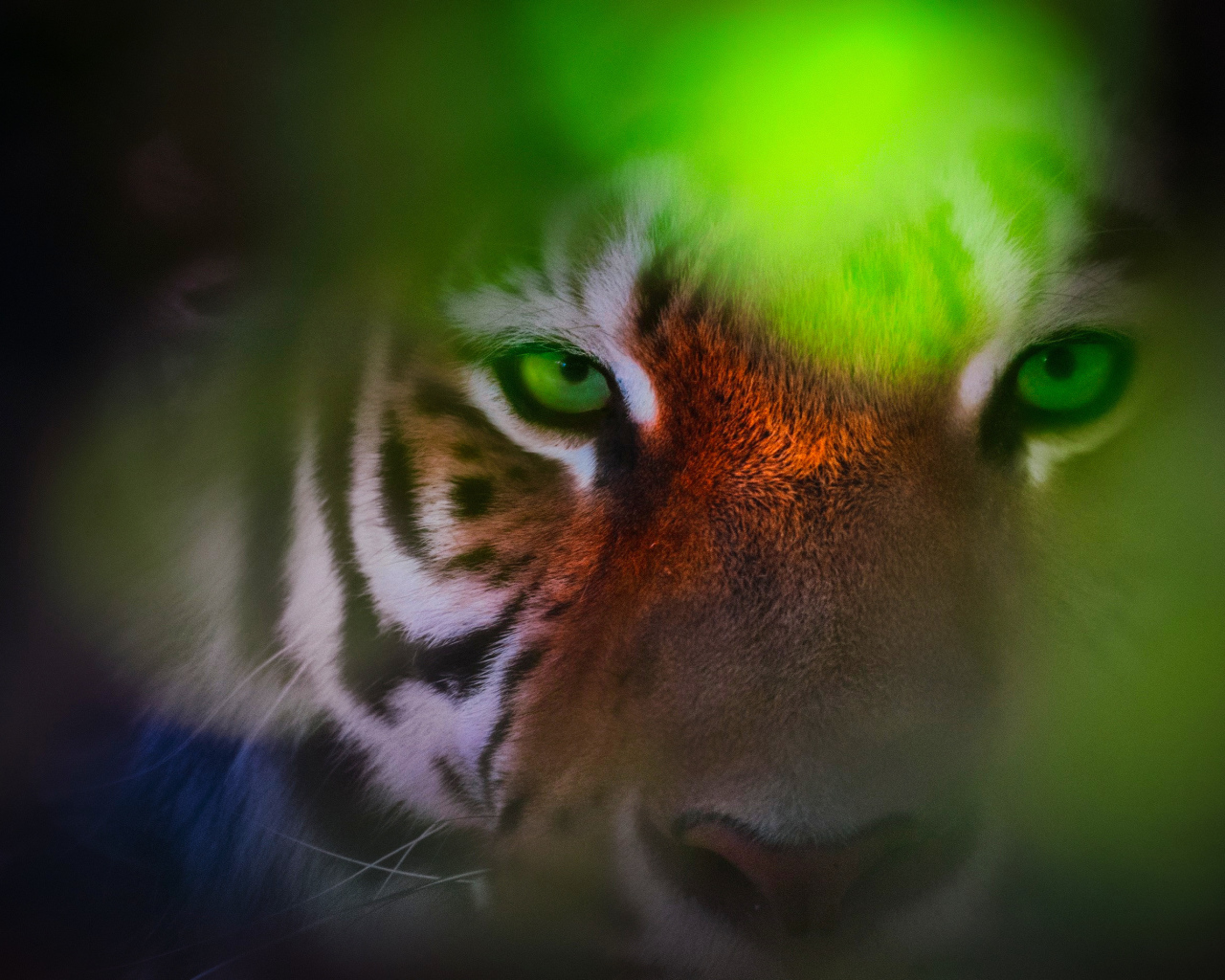 Морда зеленоглазого тигра крупным планом