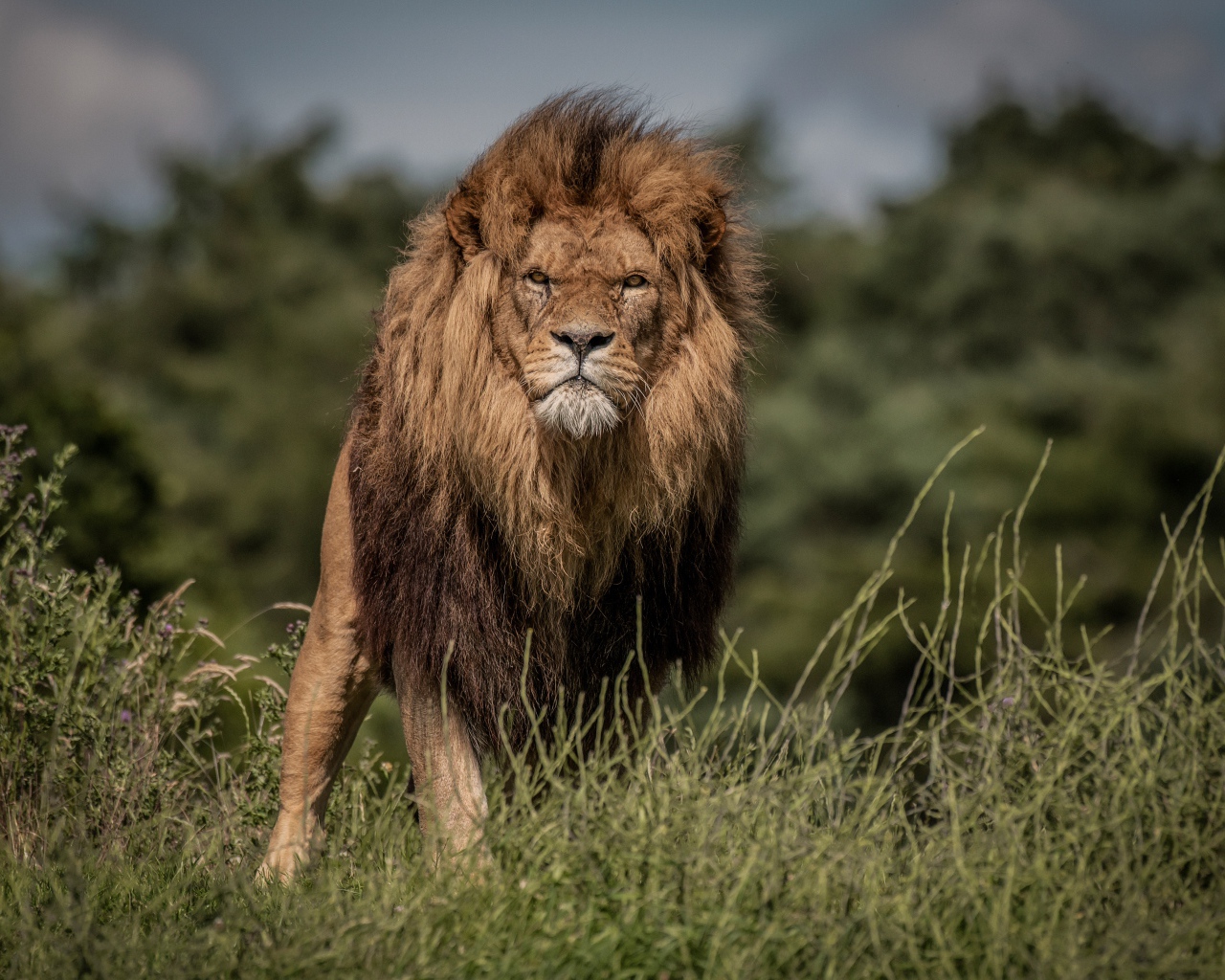 Свирепый лев в зеленой траве
